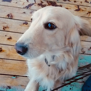 小型犬の里親さん探しています。