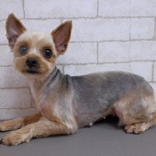 おはぎちゃん♀　推定5才