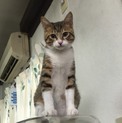 生後半年 男の子 ムジ