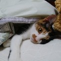 甘えん坊な三毛猫にご縁をください