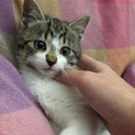 トライアル中、一旦停止します。