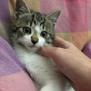 トライアル中、一旦停止します。