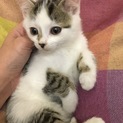 可愛い顔の子です