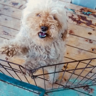 小型犬の里親を探しています。