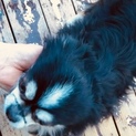 小型犬の里親を探しています。