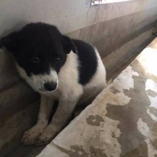子犬ちゃんの家族を探しています