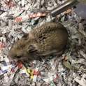 チャイニーズハムスター オスの里親募集中