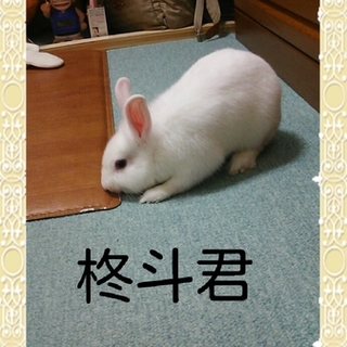 柊斗(しゅうと)の新しい家族になって下さい。