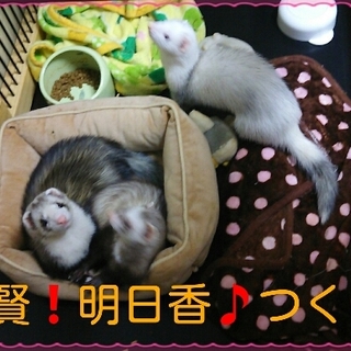 フェレちゃんズの新しい家族になって下さい。