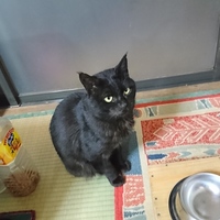 風来坊のクロさん