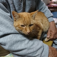 ユピ