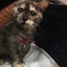灰・茶・白色まだら模様の仔猫ちゃん。女の子です。 サムネイル3