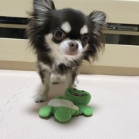 ちょこ