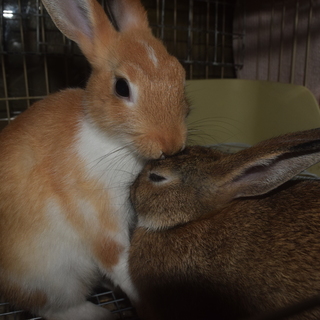 可愛い兎の里親を探してます