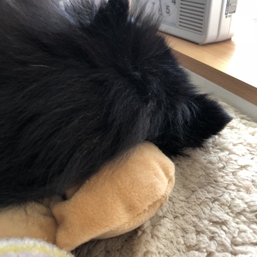 リラックマ枕の耳の部分がお気に入り、チョコたんの枕です