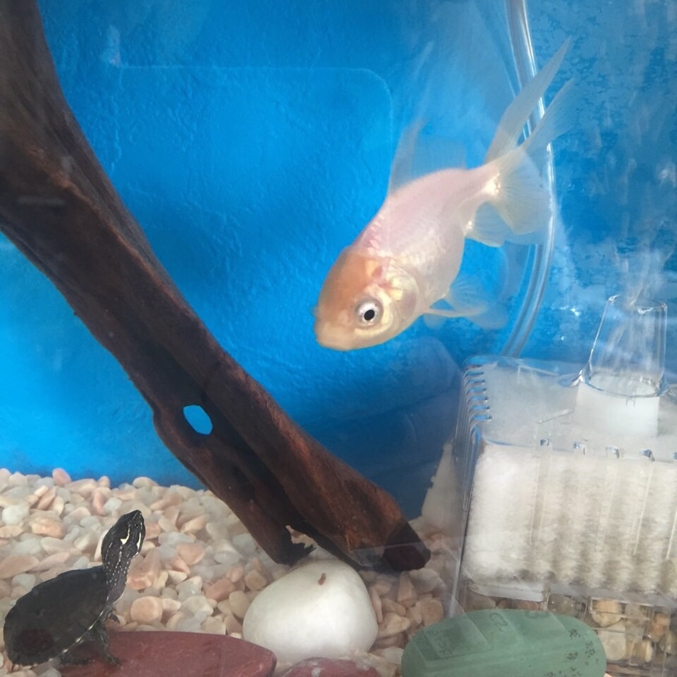 カメちゃのカバー写真