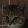 にのにゃん
