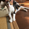 人好き甘えん坊の柚菜ちゃん
