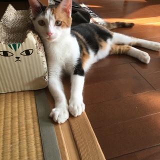 人好き甘えん坊の柚菜ちゃん