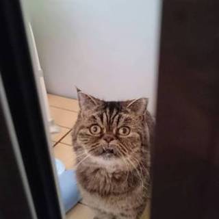 中毛エキゾチックの女の子