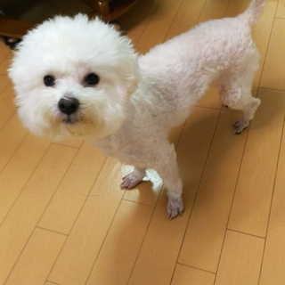 里親様決まりました