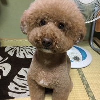 チョビ