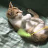 里親さん決定しました。ホッとしたけどやっぱり寂しいなあ…