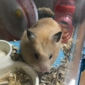 キンクマハムスター♂ あと1週間の命