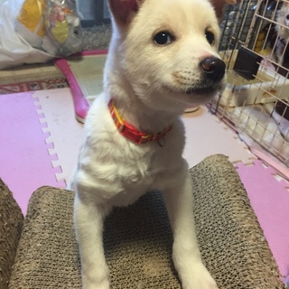 人馴れ抜群♪トイレもマテも出来ます♡