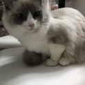 里親決定しました。ありがとうございました。