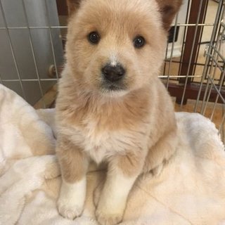 生後１～２ヶ月オス②