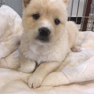 生後１～２ヶ月メス