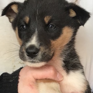 Ｉ☆２４ 里親さん募集です♫