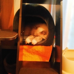 雪の日はかまくらで