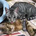 一緒にお願いします ラムちゃん風太くん