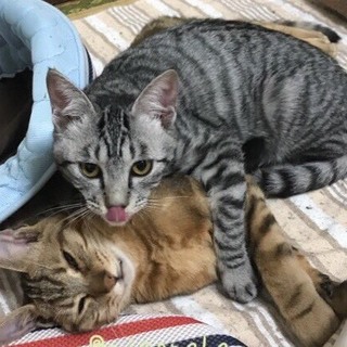 一緒にお願いします ラムちゃん風太くん