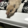 ゆきゆいまま