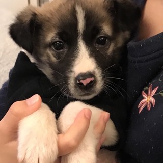 Ｉ☆３２ 里親さん募集です♫