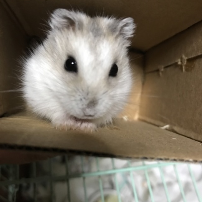 ゆきゆいままのカバー写真