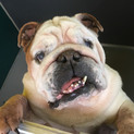 大きなブルドッグの男の子です！