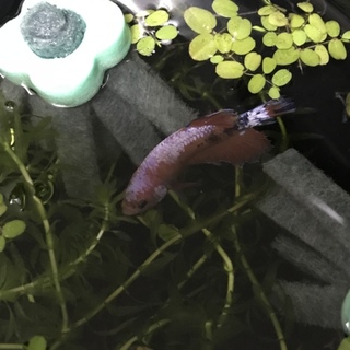 ベタ プラガット