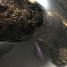 ベタ プラガット サムネイル2