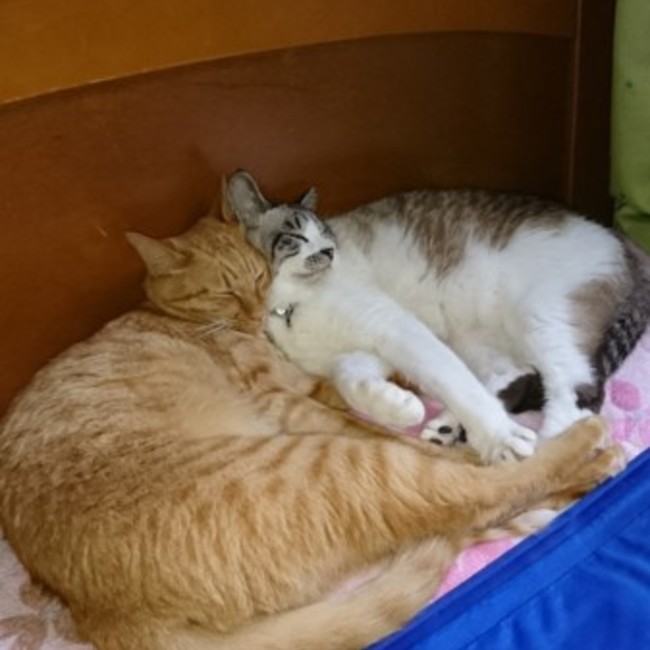 ペンライトのカバー写真