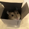 まだまだ小さいから、こんな小さな箱にも入れちゃうもんね！