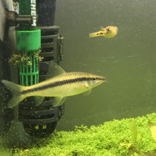 サイアミーズフライングフォックス 1匹