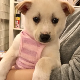 ☆４ 里親さん募集です♫