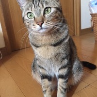 きなこ