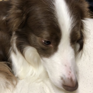 ボーダーコリー 男の子