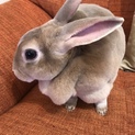 うさぎの親子 いずれか一匹も可