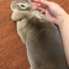 うさぎの親子 いずれか一匹も可 サムネイル2